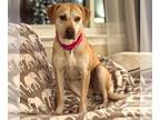 Labrador Retriever Mix DOG FOR ADOPTION RGADN-1216106 - ANNIE - Labrador