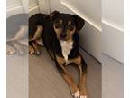 Miniature Pinscher Mix DOG FOR ADOPTION RGADN-1216118 - Elmer - Miniature