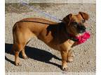 Doxle DOG FOR ADOPTION RGADN-1216126 - Gina - Dachshund / Beagle / Mixed (short