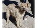 Mix DOG FOR ADOPTION RGADN-1216133 - Angel - Wheaten Terrier (medium coat) Dog
