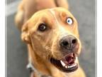 Huskies Mix DOG FOR ADOPTION RGADN-1216135 - Ben - Adopt or Foster Me!