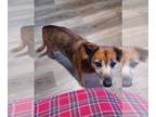 Pembroke Welsh Corgi Mix DOG FOR ADOPTION RGADN-1216136 - Midge - Corgi /