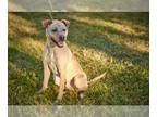 Labrador Retriever Mix DOG FOR ADOPTION RGADN-1216138 - Major -loves playing