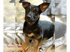 Dachshund-German Shepherd Dog Mix DOG FOR ADOPTION RGADN-1216140 - Mark - German