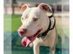 American Pit Bull Terrier Mix DOG FOR ADOPTION RGADN-1216145 - Tulip - Foster or