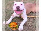 Staffordshire Bull Terrier Mix DOG FOR ADOPTION RGADN-1216146 - *HAMBURGER -