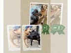 Bullmasador DOG FOR ADOPTION RGADN-1216148 - Sweetpea & Britt - Urgent 6 Mths in