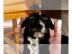 Poodle (Miniature) Mix DOG FOR ADOPTION RGADN-1216150 - Birdie - Terrier /