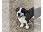 Basset Hound Mix DOG FOR ADOPTION RGADN-1216151 - Mr Magoo - Basset Hound /