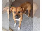 American Staffordshire Terrier Mix DOG FOR ADOPTION RGADN-1216157 - Kaye -