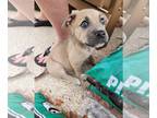 American Pit Bull Terrier Mix DOG FOR ADOPTION RGADN-1216158 - Eggnog - adoption