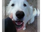 Great Pyrenees DOG FOR ADOPTION RGADN-1216164 - Holley - Great Pyrenees (long