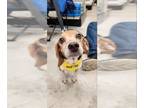 Beagle DOG FOR ADOPTION RGADN-1216168 - Nae Nae *Adoption Pending* - Beagle
