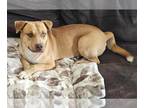 Labrador Retriever-Siberian Husky Mix DOG FOR ADOPTION RGADN-1216169 - DEXTER -