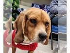 Beagle DOG FOR ADOPTION RGADN-1216171 - Scout *Adopt or Foster* - Beagle (short