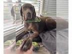 German Shorthaired Weimaraner DOG FOR ADOPTION RGADN-1216174 - Brida -