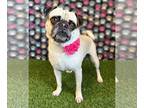 Pug Mix DOG FOR ADOPTION RGADN-1216175 - Hazel - Pug / Mixed (short coat) Dog