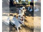 Rat Terrier Mix DOG FOR ADOPTION RGADN-1216177 - Piper - Rat Terrier / Mixed