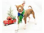 American Pit Bull Terrier Mix DOG FOR ADOPTION RGADN-1216178 - KING - Pit Bull
