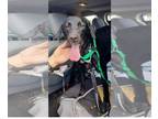 Labrador Retriever Mix DOG FOR ADOPTION RGADN-1216179 - SWEETNESS - Labrador