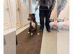 American Pit Bull Terrier DOG FOR ADOPTION RGADN-1216180 - Debbie - Pit Bull