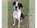 Great Dane DOG FOR ADOPTION RGADN-1216181 - Aries - Great Dane / Boxer Dog For