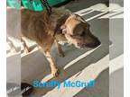 Airedale Terrier Mix DOG FOR ADOPTION RGADN-1216196 - Scruffy McGruff - Airedale