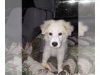 Great Pyrenees DOG FOR ADOPTION RGADN-1216198 - Mistle - Great Pyrenees (long