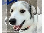 Mix DOG FOR ADOPTION RGADN-1216199 - Laura - Husky / Great Pyrenees (long