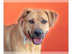 Labrador Retriever DOG FOR ADOPTION RGADN-1216210 - PRANCER - Labrador Retriever
