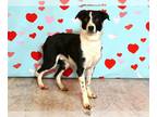 Border Collie Mix DOG FOR ADOPTION RGADN-1216215 - DONALD - Border Collie /