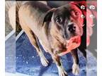 Bullboxer Pit DOG FOR ADOPTION RGADN-1216217 - Dodge - Boxer / Pit Bull Terrier