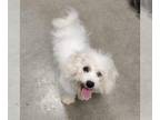 Bichon Frise DOG FOR ADOPTION RGADN-1216225 - Enoch - Bichon Frise (medium coat)