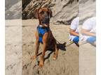Boxer-Doberman Pinscher Mix DOG FOR ADOPTION RGADN-1216236 - Rocky *Courtesy