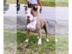 American Pit Bull Terrier DOG FOR ADOPTION RGADN-1216237 - Susie *Adopt or