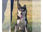 Siberian Husky DOG FOR ADOPTION RGADN-1216238 - Togo: Courtesy post
