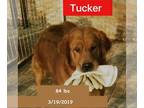 Golden Retriever DOG FOR ADOPTION RGADN-1216241 - Tucker - Golden Retriever Dog