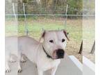 American Pit Bull Terrier-Basset Hound Mix DOG FOR ADOPTION RGADN-1216245 - Lady