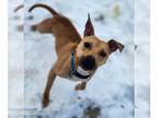 American Pit Bull Terrier Mix DOG FOR ADOPTION RGADN-1216246 - Bill *Petite
