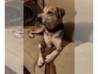 Shepradors DOG FOR ADOPTION RGADN-1216249 - Forest - German Shepherd Dog /