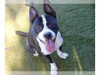 American Staffordshire Terrier DOG FOR ADOPTION RGADN-1216250 - HUGH - American