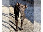American Pit Bull Terrier Mix DOG FOR ADOPTION RGADN-1216256 - Davidson - Pit