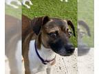 Jack Chi DOG FOR ADOPTION RGADN-1216270 - Bailey - Jack Russell Terrier /