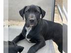 American Pit Bull Terrier Mix DOG FOR ADOPTION RGADN-1216281 - Wren - Black