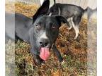 Labrador Retriever DOG FOR ADOPTION RGADN-1216307 - Dog - Labrador Retriever