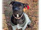 Labrador Retriever Mix DOG FOR ADOPTION RGADN-1216311 - BLAZE - Labrador
