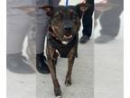 German Shepherd Dog Mix DOG FOR ADOPTION RGADN-1216318 - A2330452 - German