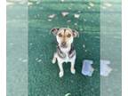 Pointer Mix DOG FOR ADOPTION RGADN-1216321 - BEAUTY - Pointer / Mixed (medium