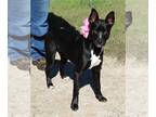 Australian Kelpie Mix DOG FOR ADOPTION RGADN-1216329 - Dixie - Smooth Collie /