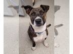 Staffordshire Bull Terrier Mix DOG FOR ADOPTION RGADN-1216332 - VIRGINA -